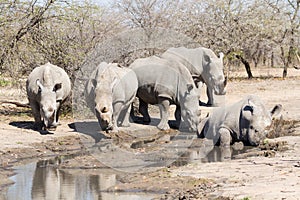 The Rhinocerous Five