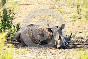 Rhinocerous Lying in Kruger Park