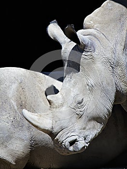 Rhinocerous portrait: close view with black background