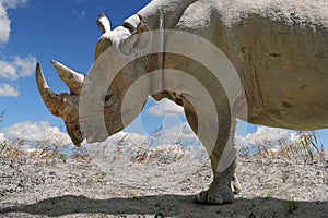 Rhinocerous in Profile View