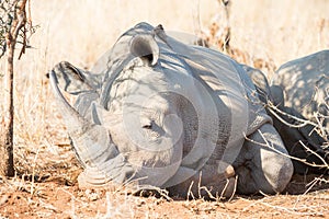 Rhinocerous resting in shade