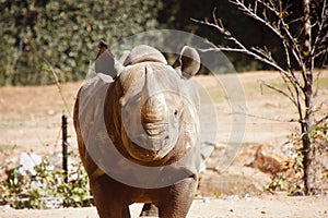 Rhinocerous Straight On