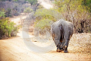 Rhinocerous Walking Away Down Road