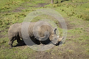 Rhinocersos grazing in the grass