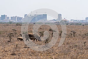 Rhinocerus and baby walk in the grassland of Nairobi National Park Kenya photo