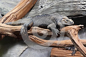 Rhinocerus iguana