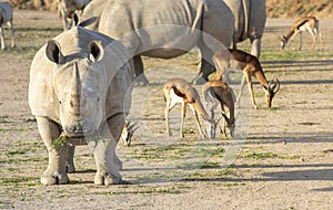 Rhinocerus in nature photo