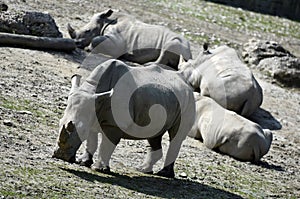Rhinocerus in Schmiding Zoo, Upper Austria, Austria,