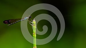 Rhinocypha biforata damselfly perching on grass tip with spider web
