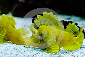 Rhinopias frondosa, the weedy scorpionfish or the weed fish