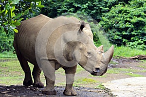 Rhinos photo