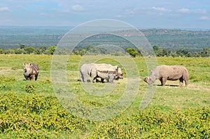 Rhinos in african savanna, Nakuru, Kenya