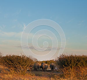 Rhinos behinds at a watering hole
