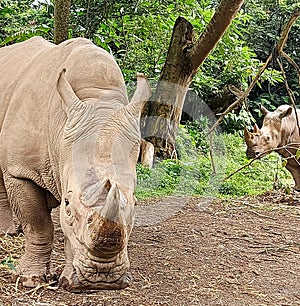 Rhinos that being cared for in a nature and conservation themed zoo.