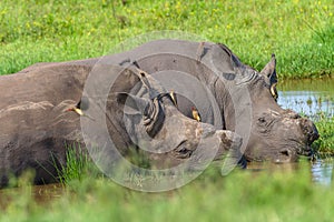 Rhinos Birds Sleeping Waterhole