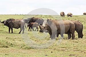 Rhinos and buffalos in Africa