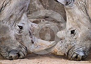 Rhinos Confronted