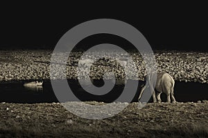 A rhinos and an elephant approaching a water hole