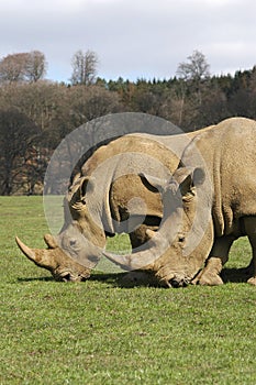 Rhinos grazing