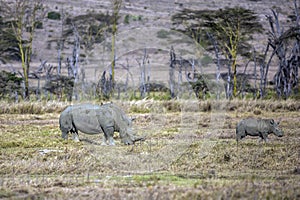 The rhinos grazing in the grass