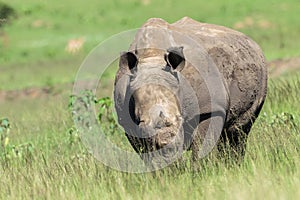 Rhinos Hornless Wildlife