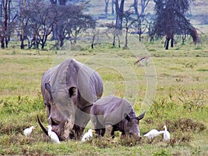 Rhinos at Lake Nakuru, Kenya