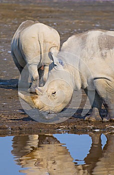 Rhinos in lake nakuru, kenya