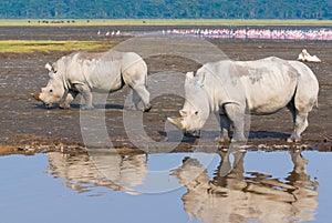 Rhinos in lake nakuru, kenya