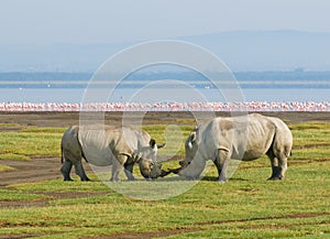 Rhinos in lake nakuru, kenya photo