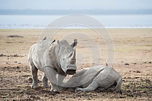 Rhinos in Lake Nakuru National Park, Kenya,