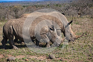 Rhinos Mother Youngster Wildlife