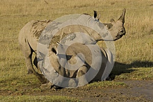 Rhinos in mud.