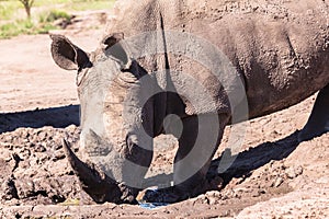 Rhinos Mud Wildlife