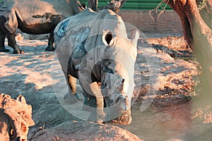 Rhinos in the mud