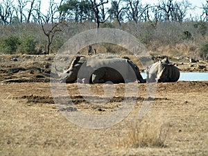 Rhinos in a park photo