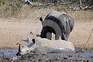 RHINOS