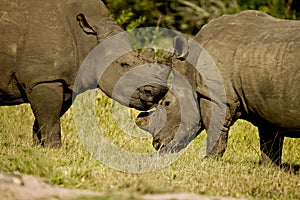 Rhinos rubbing heads photo