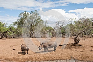 Rhinos in savannah
