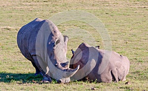 Rhinos, South Africa