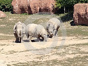 Rhinos photo