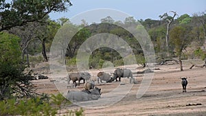 Rhinos, warthogs and gnus drinking together