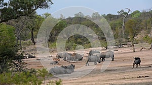 Rhinos, warthogs, impalas and gnus drinking together