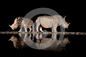 Rhinos at a water hole