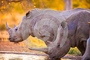 Rhinos at watering hole