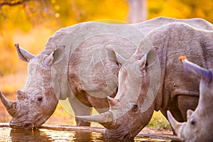 Rhinos at watering hole
