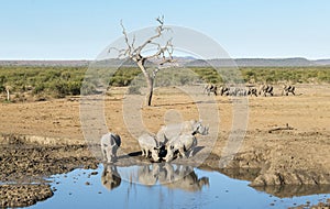 Rhinos At A Watering Hole photo