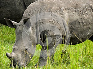 Rhinos at Ziwa Rhino and Wildlife Ranch, Uganda