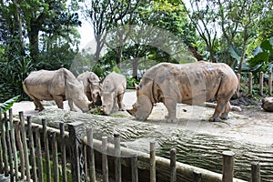 Rhinos in Zoo