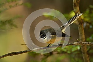 Rhipidura fuliginosa - Fantail - piwakawaka in Maori language - sitting in the forest of New Zealand