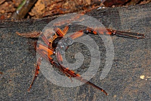 Rhitymna pinangensis - an orange huntsman spiders male from rainforest of Borneo